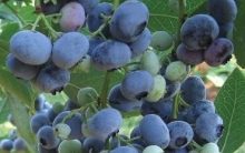 Plantar Mirtilo em Vaso – Dicas de Cultivo e Nutrientes da Fruta Vermelha