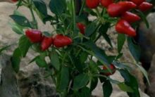 Como Plantar Pimenta – Dicas de Cultivo em Hortas e Vasos com Pimenteiras