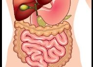 Dicas para Ter Boa Digestão – Como Acabar com Azia, Dores Abdominais e Má Digestão