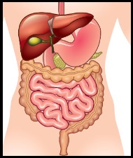 Dicas para Ter Boa Digestão – Como Acabar com Azia, Dores Abdominais e Má Digestão