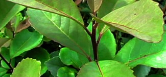 erva-mate-fresca-vitaaminas- erva-mate-contra-indicacoes-beneficios