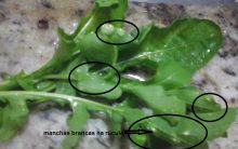 Manchas Brancas nas Folhas de Rúcula – Como acabar com as Cochonilhas em Horta Orgânica