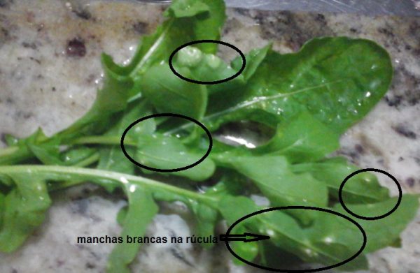 Manchas Brancas nas Folhas de Rúcula – Como acabar com as Cochonilhas em Horta Orgânica