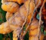 Cúrcuma ou Açafrão – Nutrientes, Benefícios e Contra-indicações