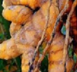 Cúrcuma ou Açafrão – Nutrientes, Benefícios e Contra-indicações