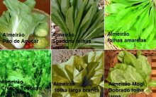 Cultivar Almeirão em Casa – Tipos de Almeirão e Dicas para Horta Caseira