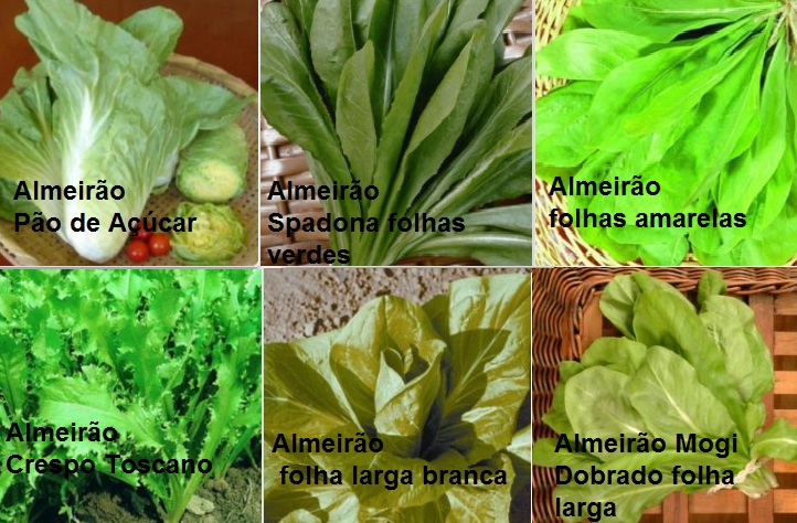 Cultivar Almeirão em Casa – Tipos de Almeirão e Dicas para Horta Caseira