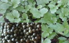Benefícios do Chá de Sementes e Folhas de Coentro – Dicas com Receita e Nutrientes