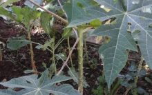 Como Plantar Mamão em Casa – Preparar a Terra, Rega e Adubagem