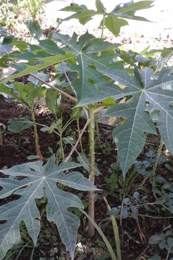 Como Plantar Mamão em Casa – Preparar a Terra, Rega e Adubagem