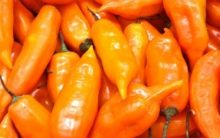 O Que É Aji Amarillo – Benefícios, Nutrientes e Foto da Pimenta Amarela e Vídeo com Receita