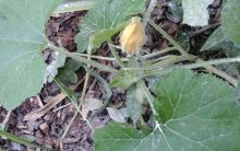 Como Cultivar Abóbora na Horta – Dica para Nascer Abobrinha  e Polinizar a Flor