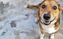 Como Adotar um Animal Abandonado: Cachorro, Gato, Onde Adotar