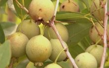 Benefícios da Guavira – Tudo Sobre os Nutrientes, Vitaminas da Guabiroba