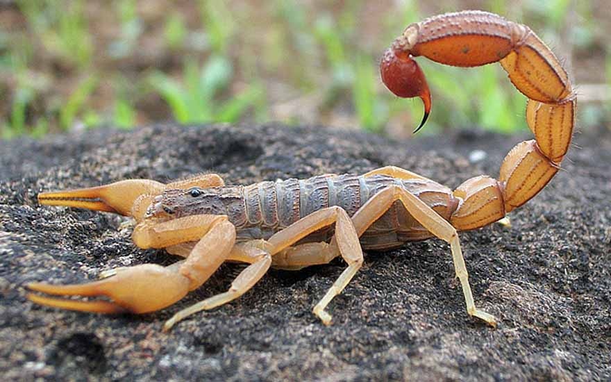 Picada de Escorpião: O que Fazer, Como Tratar e Como Evitar