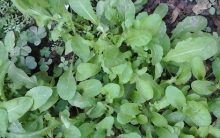 Alimentos Detox – Vegetais Desintoxicante, Dicas de Uso  e Seus Benefícios