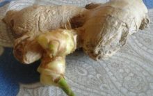 Como Plantar Gengibre – Cuidado e Dicas de Cultivo, Muda, Rega, Adubo