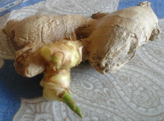 Como Plantar Gengibre – Cuidado e Dicas de Cultivo, Muda, Rega, Adubo