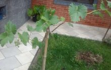 Cultivo Doméstico de Uva em Vaso, Canaleta ou Quintal – Como Plantar Uva, Podar para dar Frutos