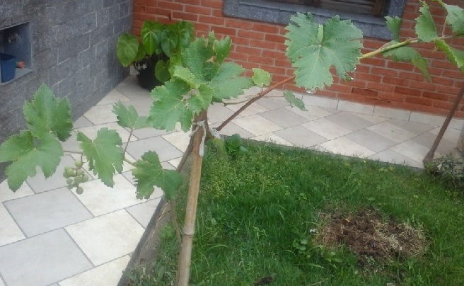 Cultivo Doméstico de Uva em Vaso, Canaleta ou Quintal – Como Plantar Uva, Podar para dar Frutos