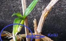 Keiki ou Muda de Orquídea – Como Plantar em Vaso Cuidados com Muda Pequena ou Filhote Orquídea