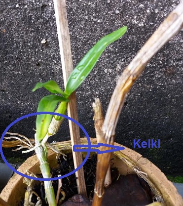 Keiki ou Muda de Orquídea – Como Plantar em Vaso Cuidados com Muda Pequena ou Filhote Orquídea