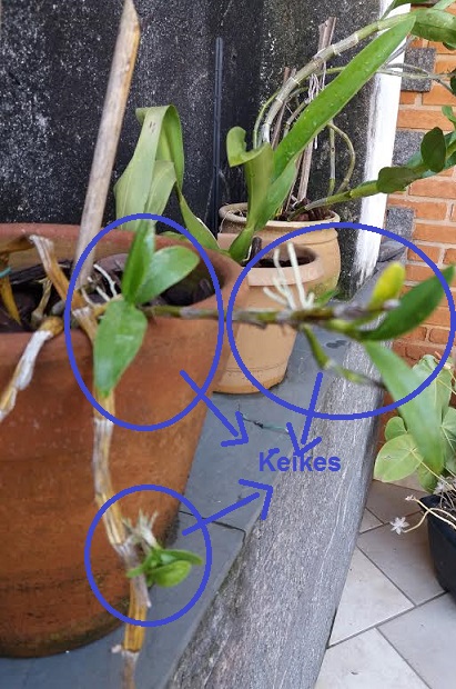 como-cuidar-de-keiki-da-orquídea-phal Keiki-da-orquídea-olho-de-boneca