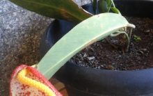 Antúrio Rabinho de Porco – Dicas de Cultivo e Foto da Flor do Anthurium Scherzerianum
