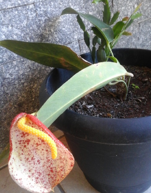 Antúrio Rabinho de Porco – Dicas de Cultivo e Foto da Flor do Anthurium Scherzerianum