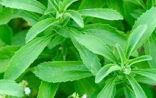 Estévia ou Stévia – Benefícios do Adoçante Natural para Emagrecer e Diabetes, Como Usar as Folhas