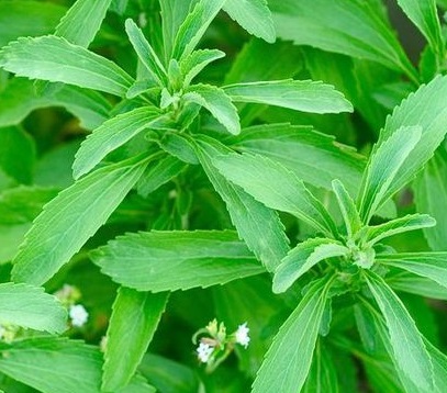 Estévia ou Stévia – Benefícios do Adoçante Natural para Emagrecer e Diabetes, Como Usar as Folhas