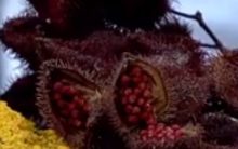 Urucum ou Colorau – Origem do Nome e Fruto, Nutrientes, Benefícios à Saúde, Contra-indicações