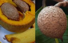 Abricó do Pará – Nutrientes e Benefícios da Fruta Exótica – Foto