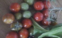 Alimentos para Ativar a Memória – Cuidados na Alimentação para Evitar Esquecimentos