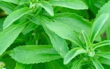 Benefícios do Adoçante Stévia – Tudo Sobre Adoçante Natural com Estévia para Dietas