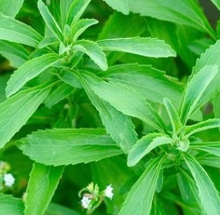 Benefícios do Adoçante Stévia – Tudo Sobre Adoçante Natural com Estévia para Dietas