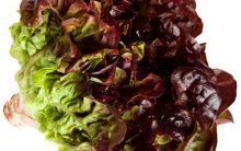 Benefícios da Alface na Dieta – Vitaminas e Seus Efeitos Terapêuticos à Saúde