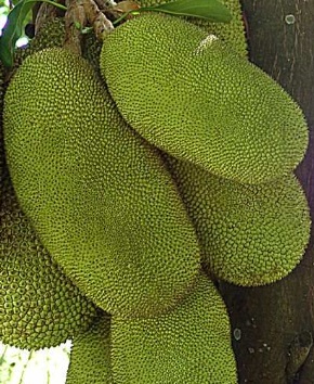 Carne Vegetal de Jaca Verde – Como Fazer Carne de Jaca e Nutrientes
