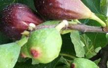 Como Plantar Figo em Vaso  – Dicas de como Cuidar, Regar, Adubar, Podar e Frutificar Bem