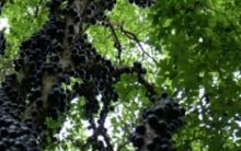 Benefícios da Jabuticaba para Saúde – Vitaminas, Dicas de Remédios Caseiros e Contra-indicação