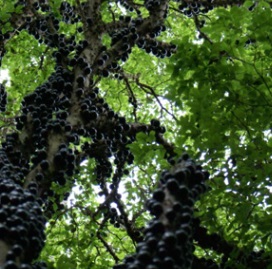 Benefícios da Jabuticaba para Saúde – Vitaminas, Dicas de Remédios Caseiros e Contra-indicação