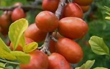 Siriguela – Tudo Sobre a Fruta, Benefícios para Saúde e Vitaminas da Fruta