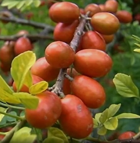 Siriguela – Tudo Sobre a Fruta, Benefícios para Saúde e Vitaminas da Fruta