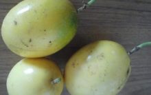 Suco Detox  com Maracujá, Couve, Limão e Gengibre pós Exageros – Como Fazer PAP