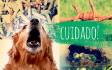 Tétano: O que Causa a Doença, Como Prevenir, Tratamento e Cura