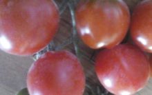 Benefícios do Tomate para Saúde – Nutrientes, Remédios Caseiros, Como Cultivar
