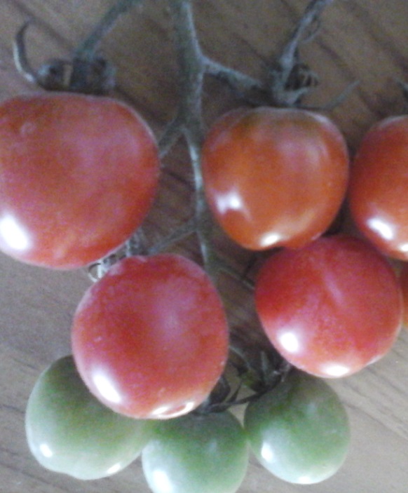 Benefícios do Tomate para Saúde – Nutrientes, Remédios Caseiros, Como Cultivar