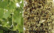 Chá de Orégano para Tratar Úlcera – Óleo de Orégano combate H. Pylore e Candidíase
