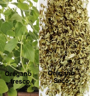 Chá de Orégano para Tratar Úlcera – Óleo de Orégano combate H. Pylore e Candidíase
