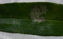 Manchas Escuras nas Folhas de Orquídea – Doença ou Fungo  cor Amarronzado, Como Tratar